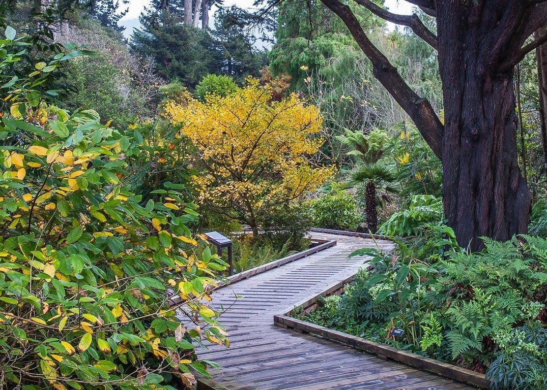 Image for San Francisco Botanical Garden