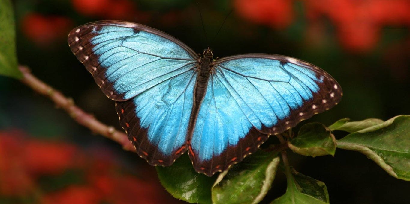 Image for Butterfly World