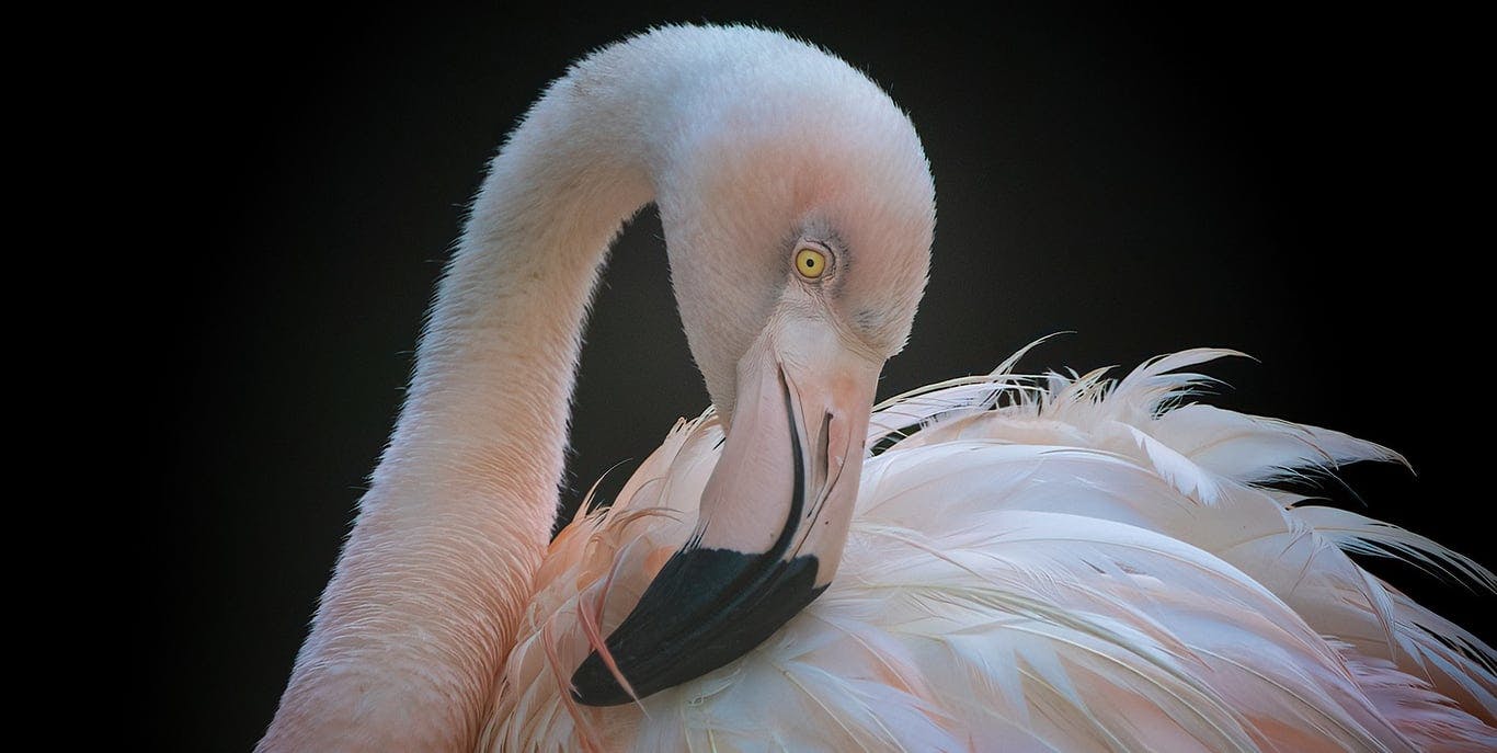 Image for Flamingo Gardens