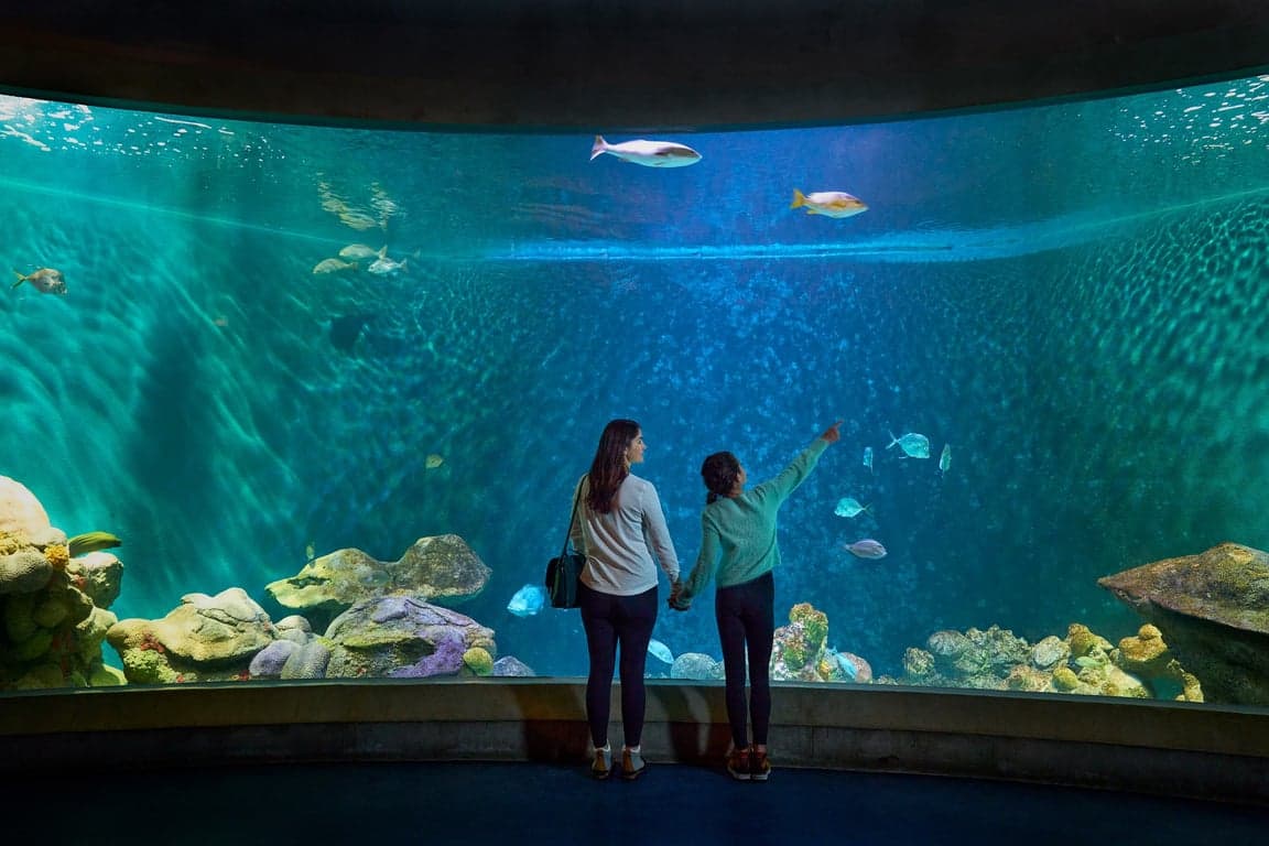 Image for National Mississippi River Museum & Aquarium