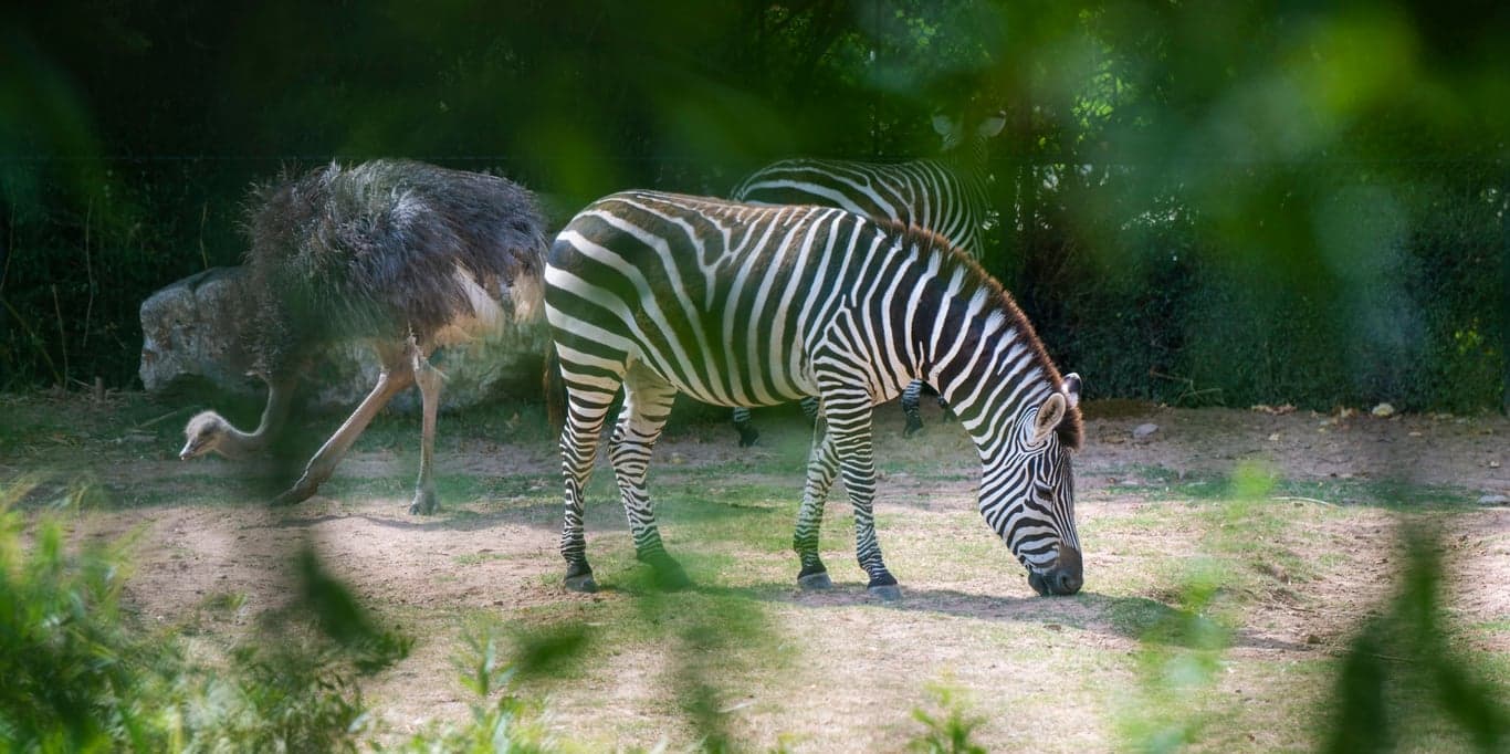 Image for Little Rock Zoo