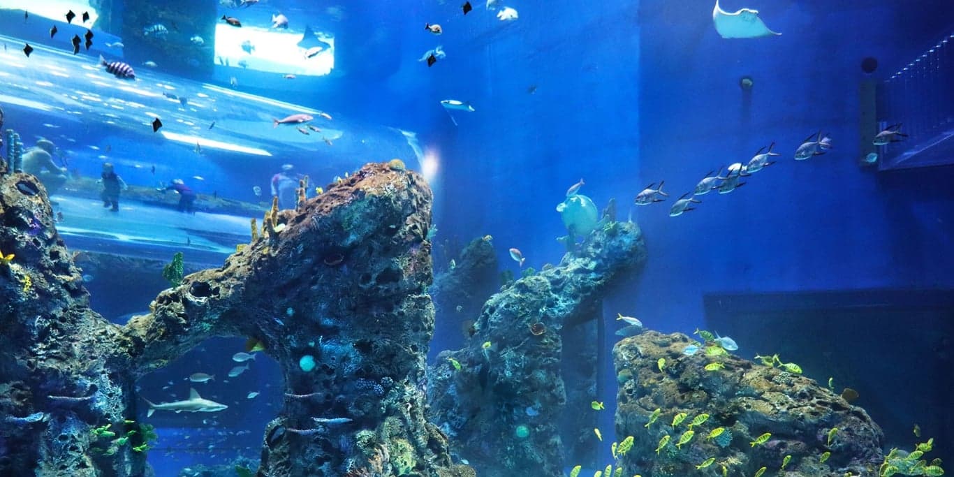 Image for Mississippi Aquarium