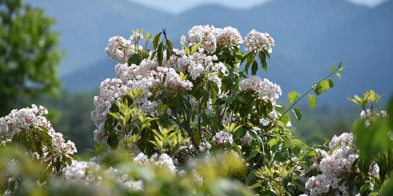 Image for The North Carolina Arboretum