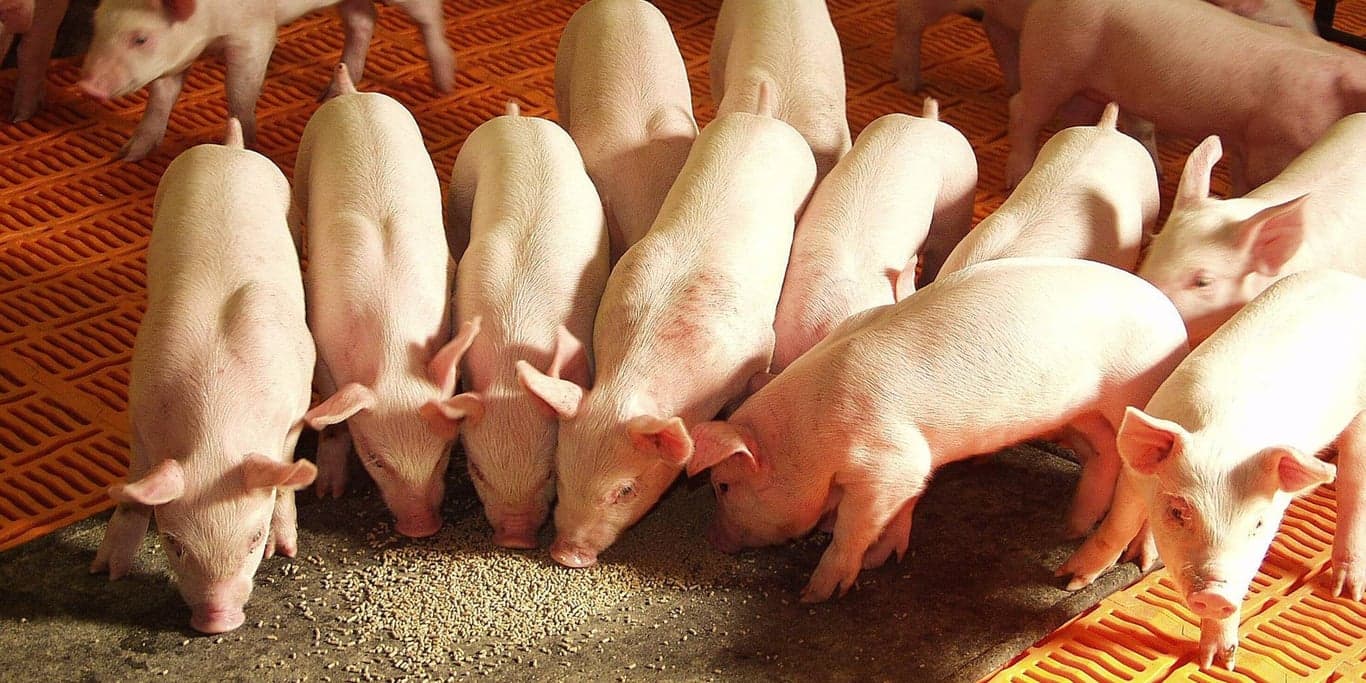 Image for South Dakota Pork Producers