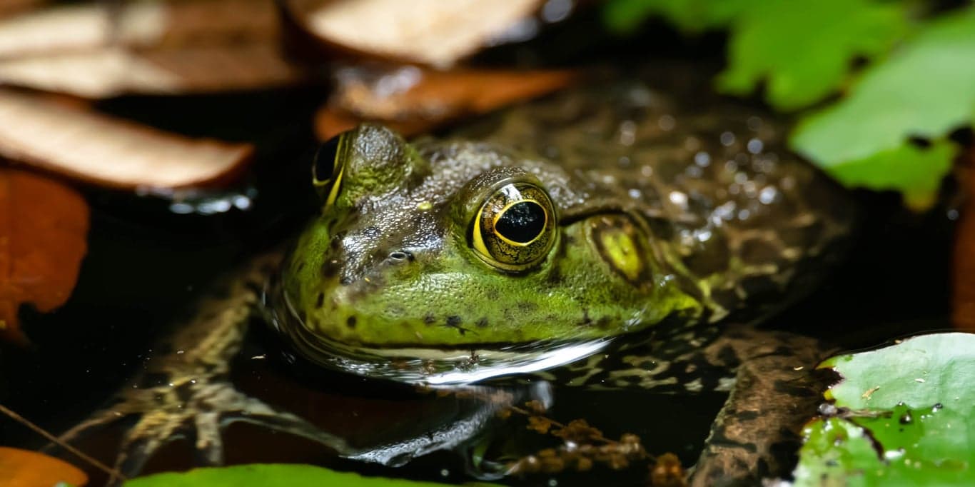 Image for Tree Hill Nature Center