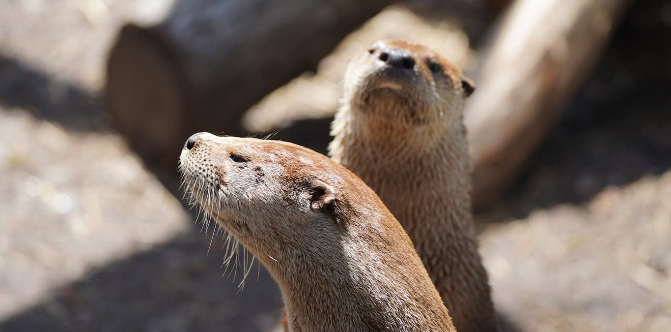 Image for Topeka Zoo & Conservation Center