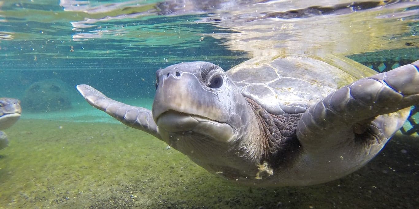 Image for Florida Oceanographic Society